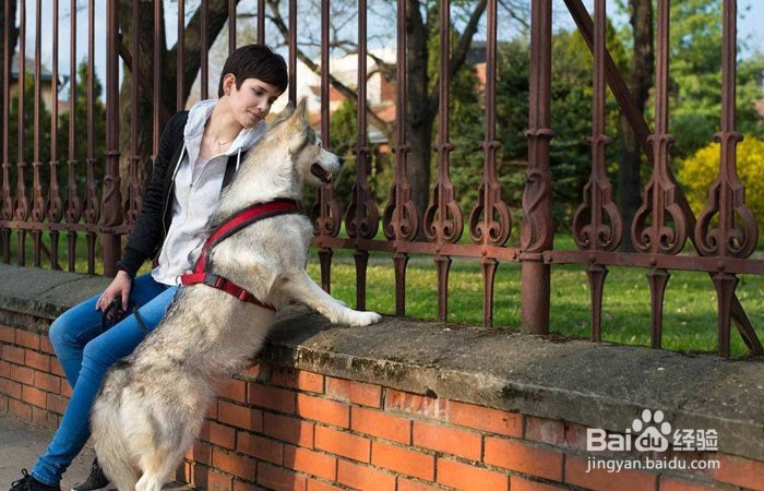 哈士奇护食怎么办