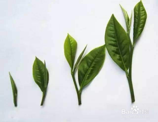 评价普洱中期茶汤好坏的6个方面