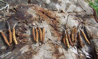 高价回收冬虫夏草?是功效还是利益?