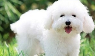 处理比熊犬泪痕的七大方法