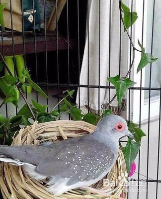 如何繁殖白色雪鸽