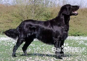 平毛寻回犬毛发美容