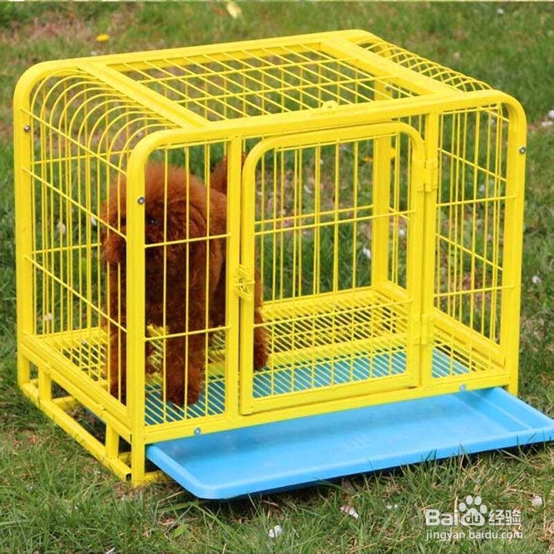 怎么让狗觉得你是老大