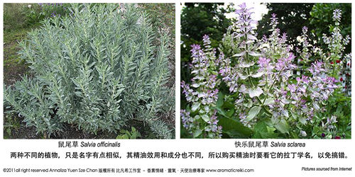 专业香薰治疗师教你怎样鉴别真假精油