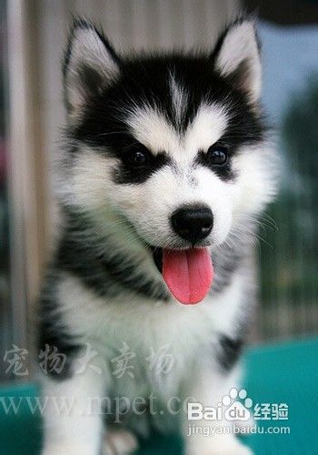 初生的哈士奇幼犬怎么喂养