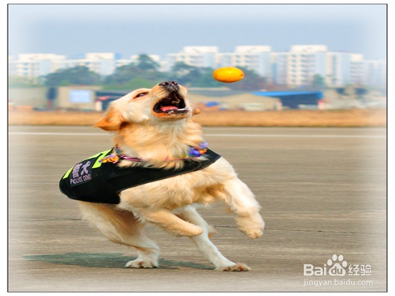 怎么训练狗狗接球