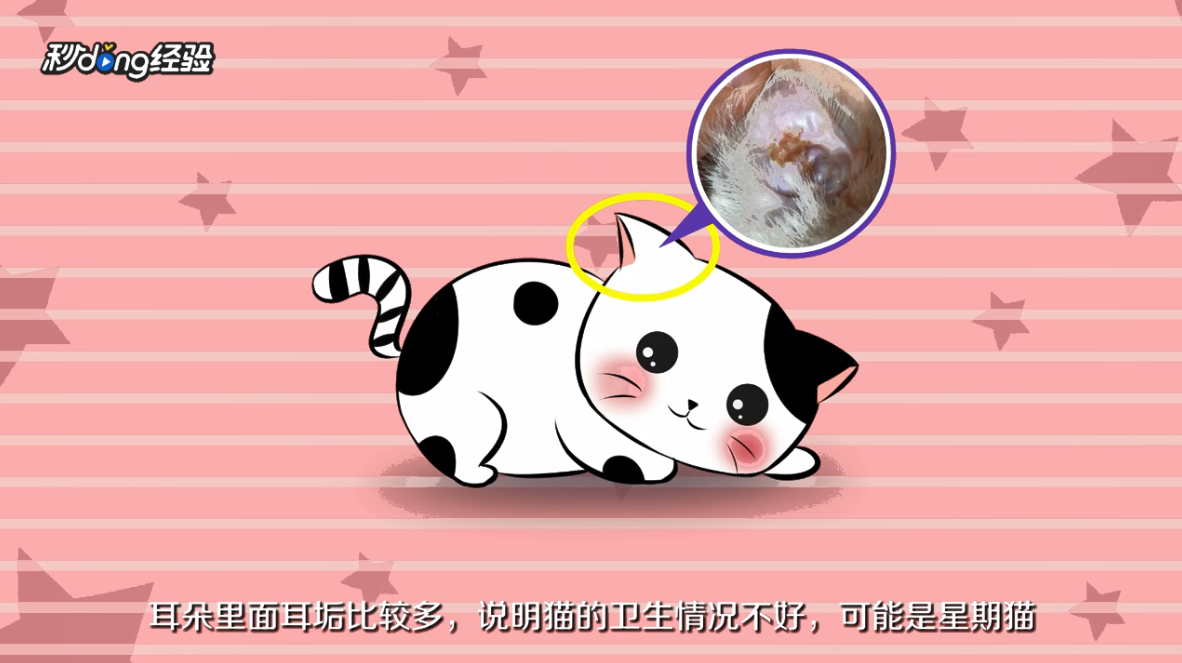 怎么检测猫不是星期猫