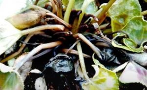仙客来花期过后怎么办