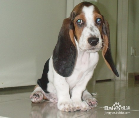 狗狗,我的世界不能没有你