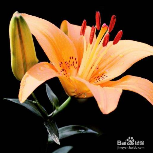 百合竹叶子发黄怎么办?