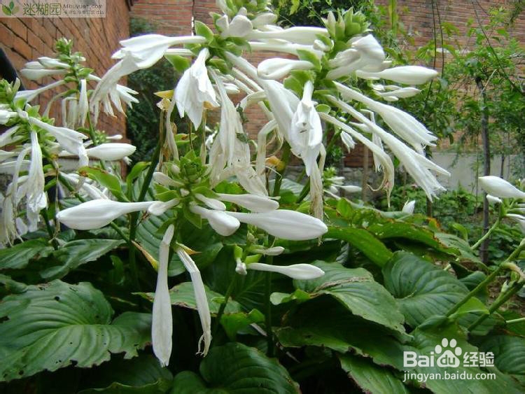 玉簪花的养殖方法之五大要点