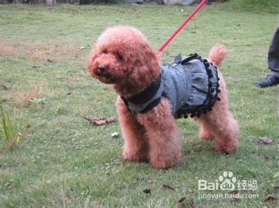 泰迪犬营养不良怎么办如何补充营养