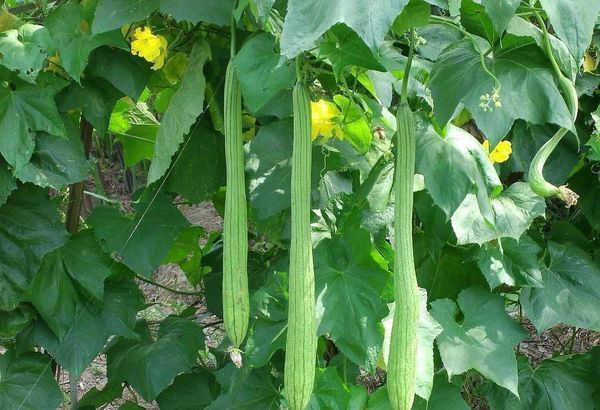 秋天吃丝瓜有什么危害