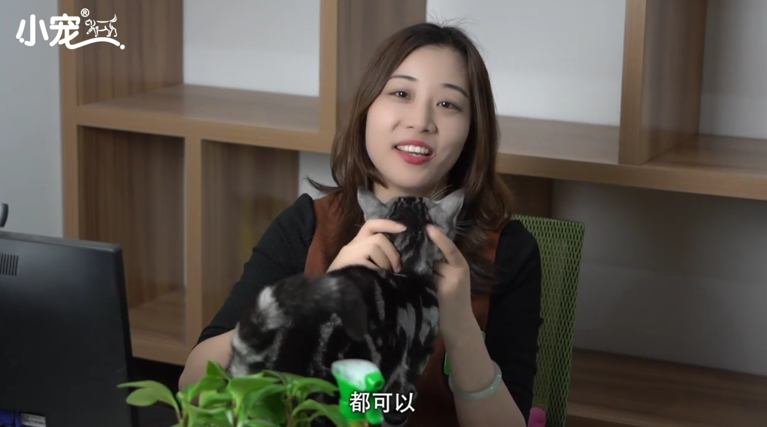 猫咪多久洗一次澡