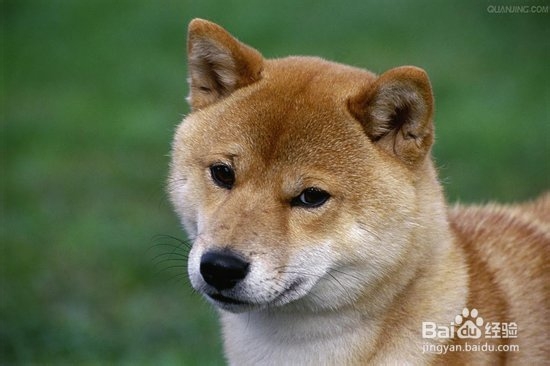 柴犬的标准体型