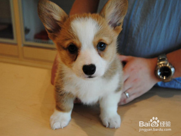 柯基犬掉毛怎么办，两分钟解决你的烦恼~