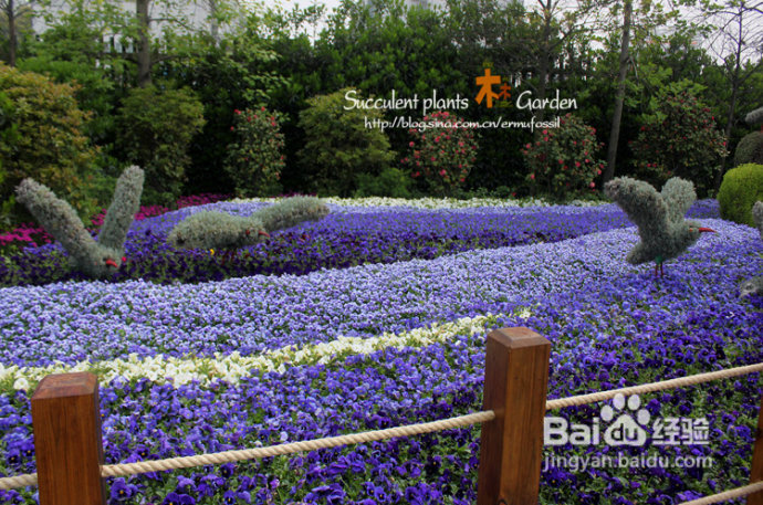 上海植物园（上）