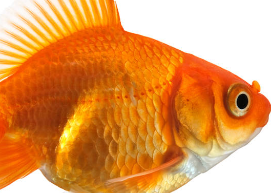 金鱼放生到河里能活吗