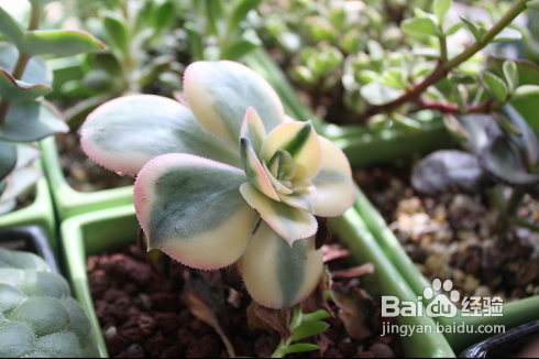 三伏天，损失惨重