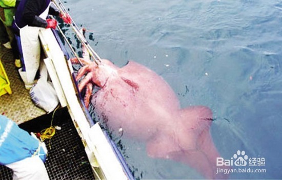 地球上真实存在的十大怪兽