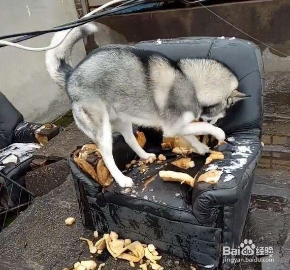 如何说服自己不去养宠物?