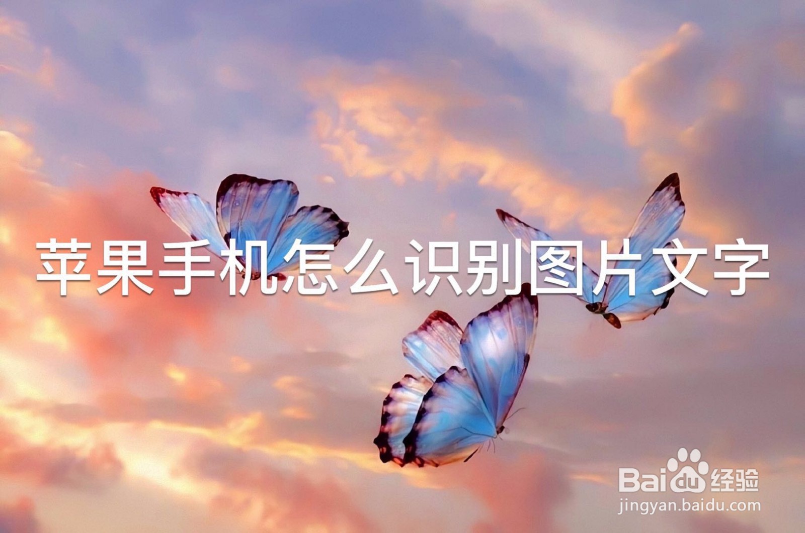 苹果手机怎么识别图片文字