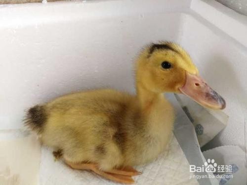 小鸭子的喂养方法