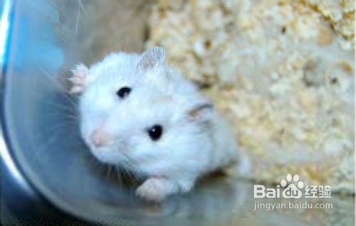 如何区分一线仓鼠与三线仓鼠？