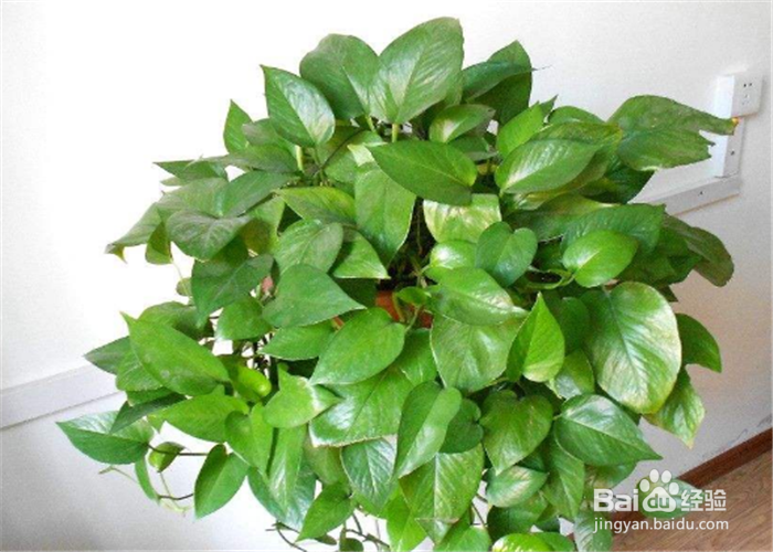 绿萝太密怎么修剪