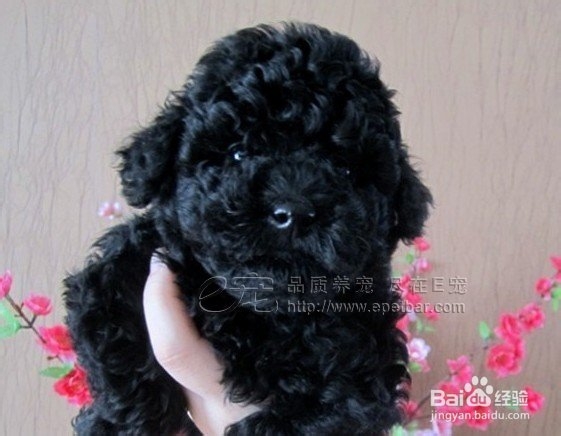 怎样知道狗狗要上厕所了