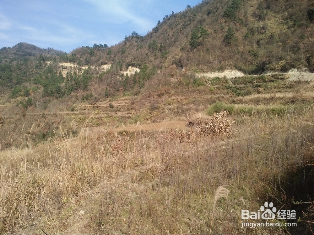 扶贫实现鸣凤人乡村旅游梦想记实