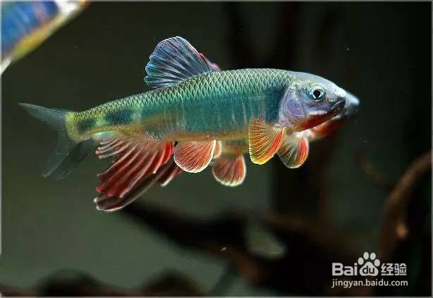 马口鱼公母怎么区分