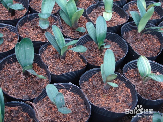 如何给君子兰施肥