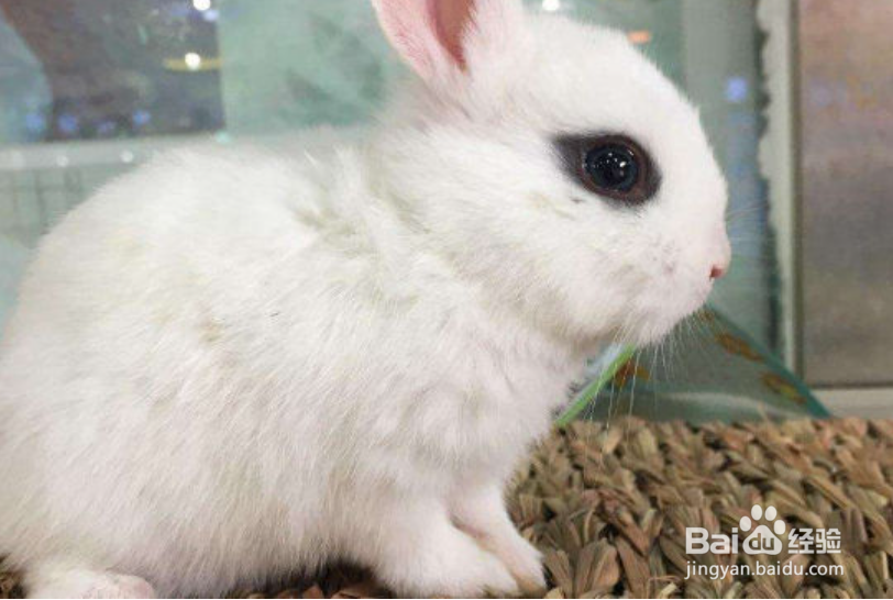 新手养兔子应选择什么品种