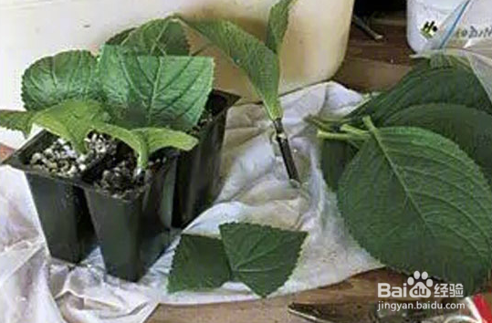 扯几片叶子就能重新载新的盆景植物的植物和方法
