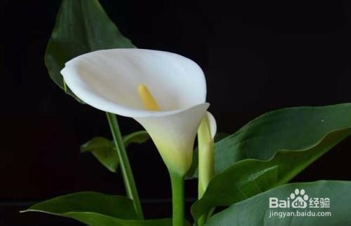 夏天哪些花不能多浇水:7种常见花介绍