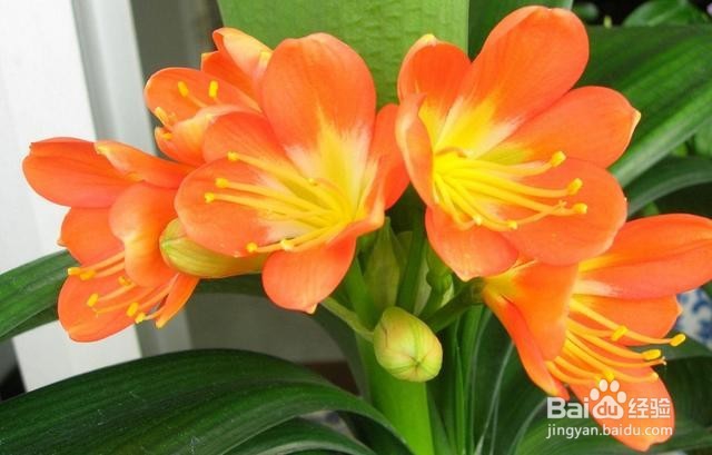 怎样浇灌君子兰