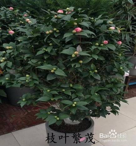 茶花怎么修剪才能枝叶茂盛多开花 百度经验 茶花怎么修剪才能枝叶茂盛多开花 百度经验
