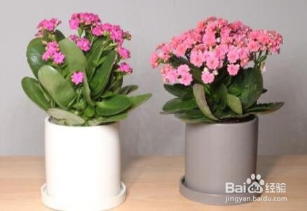 长寿花冻蔫了怎么办