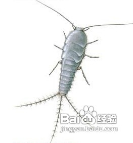 家中常见昆虫的鉴别方法