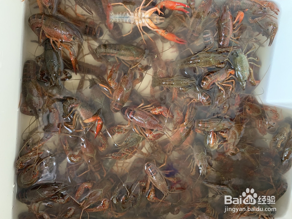 好吃到哭的蒜蓉小龙虾