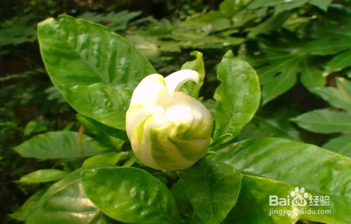 栀子花修剪方法图解