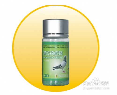 鸽子长痘怎样治疗