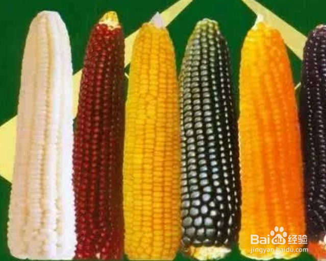 如何正确辨别玉米等级?