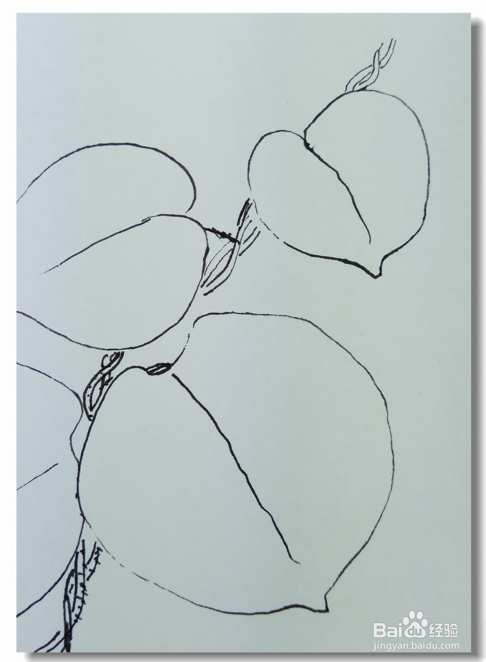 怎样画钢笔画“猕猴桃的叶子”?