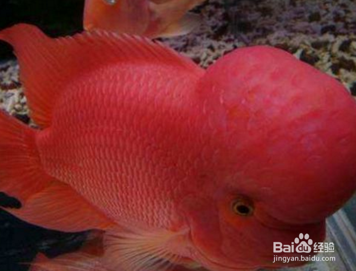 马罗汉鱼的饲养方法