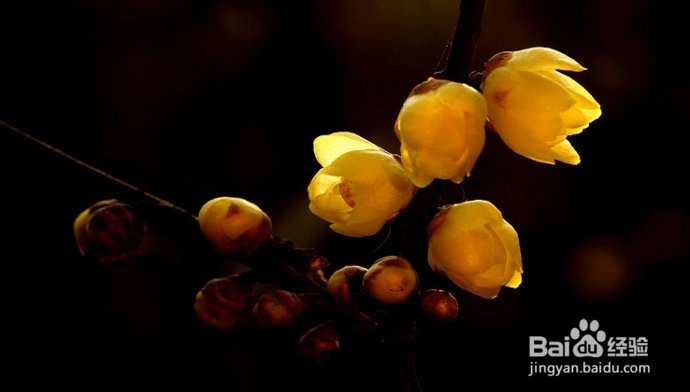 腊梅花鸡糕攻略