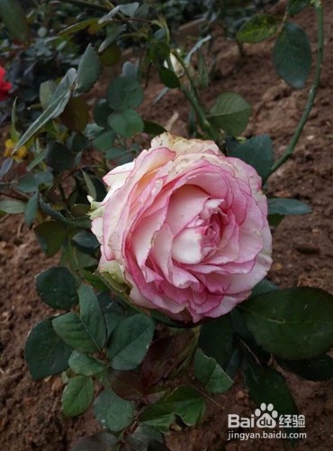 玫瑰海岸出行攻略