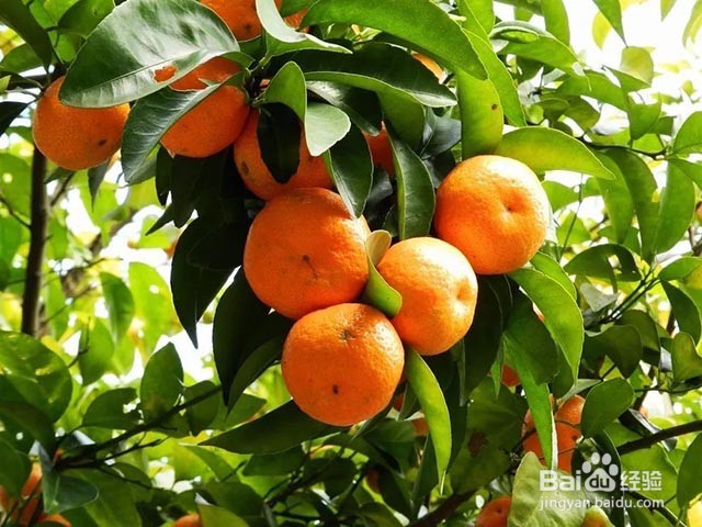 砂糖桔种植易出现的问题有什么？用什么叶面肥？