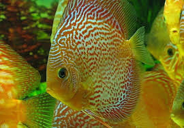 七彩鱼不吃食,总是躲在角落怎么办